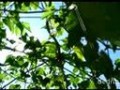 梦幻南疆 (1067播放)