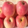 供应苹果苗山西低价苹果苗红富士苹果苗那里有苹果苗