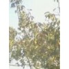 供应桃树，杏树，柿子树，苹果树，山楂树，核桃树