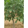 低价出售山楂树、桃树、杏树、枣树、柿子树、核桃树