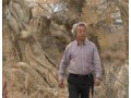 书法家陶然于奇台胡杨林采风花絮 (9538播放)