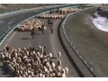 新疆伊犁果子沟23万羊群借道高速公路转场 (5240播放)