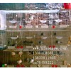 养殖笼具厂供应兔子笼鸽子笼狐狸笼鹌鹑笼鸡笼貉笼鸡鸽兔笼宠物笼