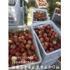 陕西中油5油桃批发价，中油12油桃最新价格